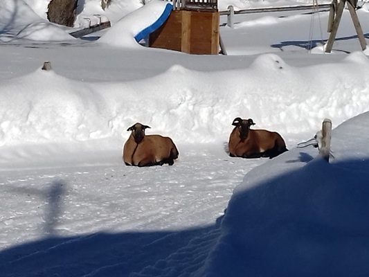 Biobauernhof - Haus Edelweiß